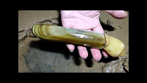 The giant razor clam weighs only half a pound. There are no people on the beach in the early morning