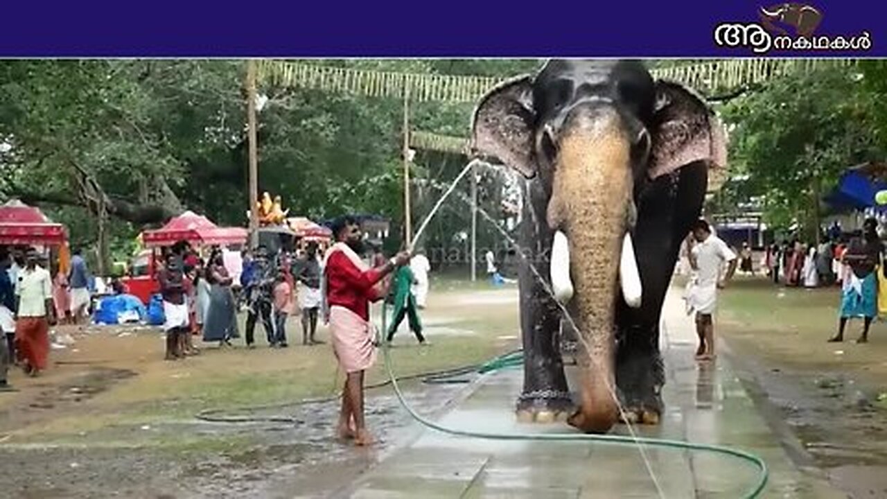 വിശ്വസിക്കാൻ പറ്റാത്ത വേർപാട്, അയ്യപ്പൻ ചെരിഞ്ഞു _ Kozhiparambil ayyappan elephant _ Sree 4 elephant