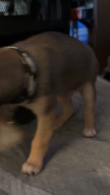 Hercules 1lbs 13 ounces