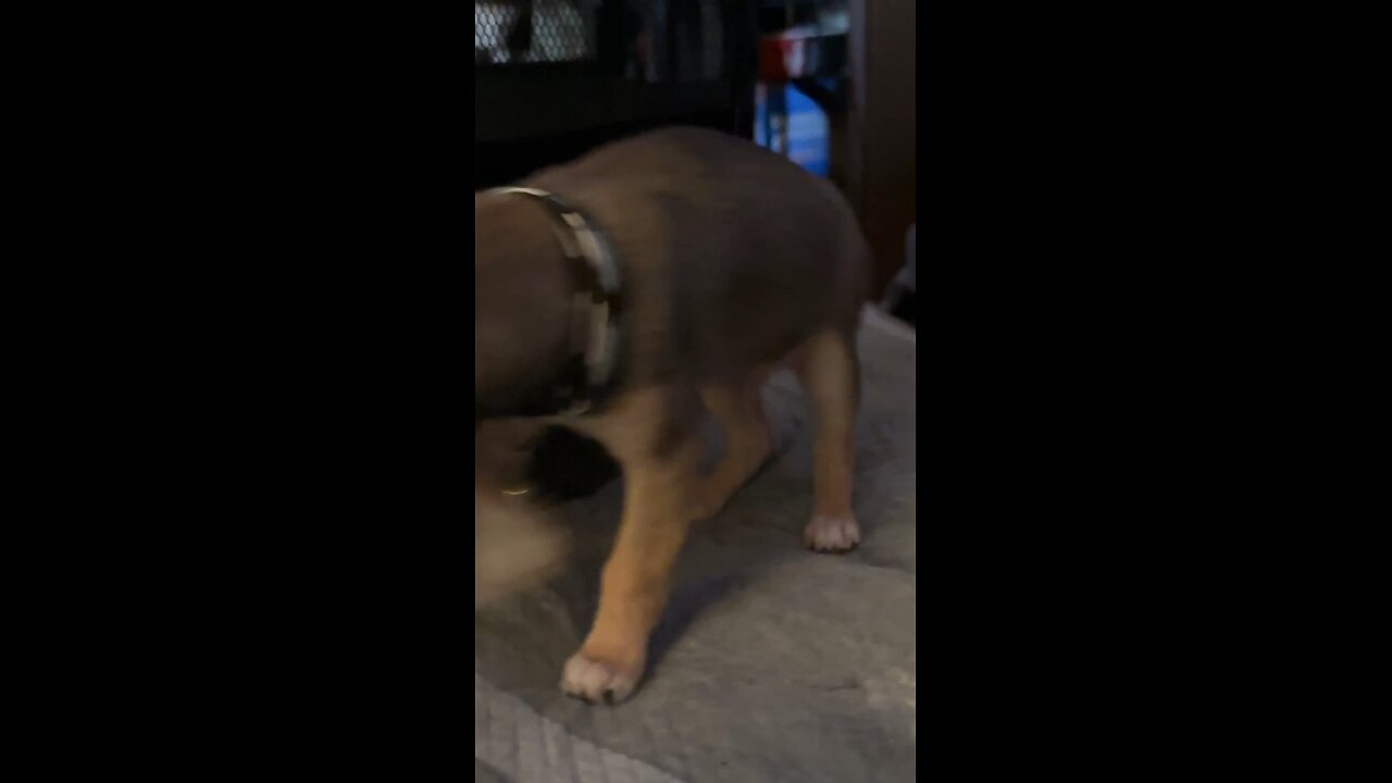Hercules 1lbs 13 ounces