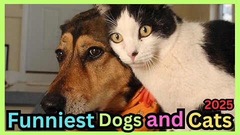 Funniest Dogs and Cats - Funny Pet Videos 2025