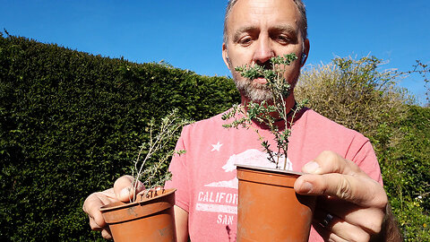 Thyme and Lavender Hedge, Free Plants!
