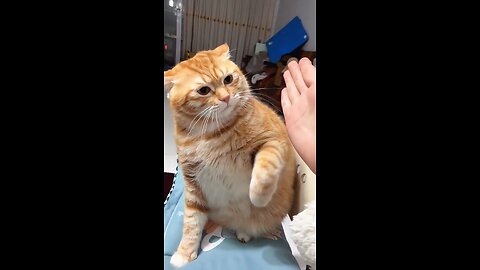 cute cat