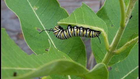 Monarch Butterflies and Milkweed