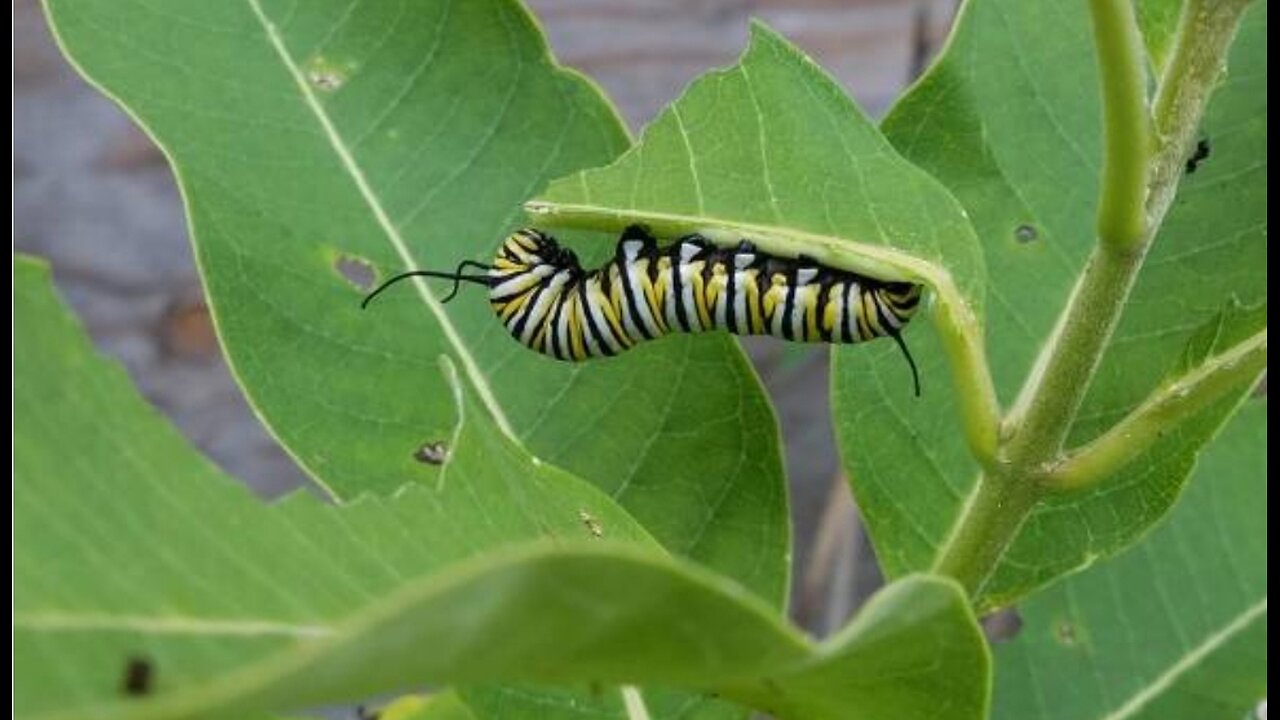 Monarch Butterflies and Milkweed