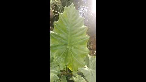 elephant's ear in the pond