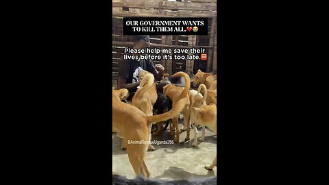 help me save these innocent souls 💔🐶 | stray dogs need you now!