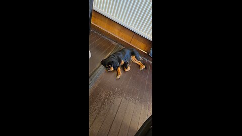 CutieCavaliers