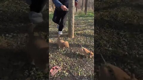 Grandpa's little rabbit is being chased by a dog. Cute pet debut plan. Rabbit