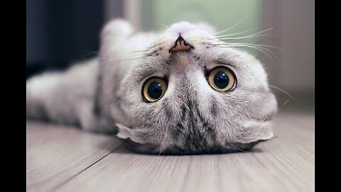 Cutest Cat Ever! This Fluffy Kitty Will Melt Your Heart 🐾