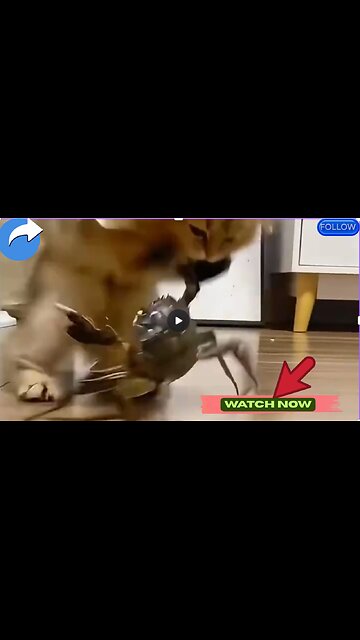 🐈 Curiosity Killed the Cat But Satisfaction Brought It Back: The Full Quote Meaning 🐈