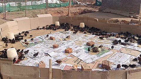 Chiks Brooding in Slow Motion