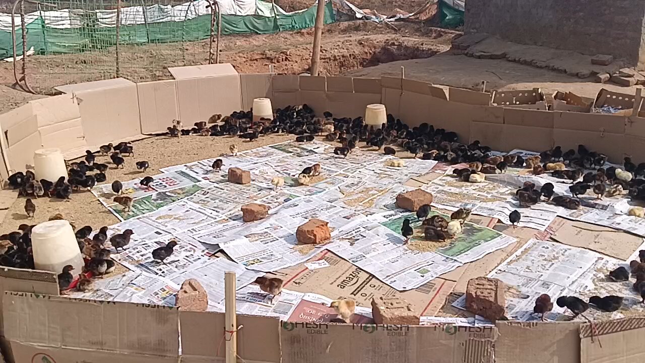 Chiks Brooding in Slow Motion