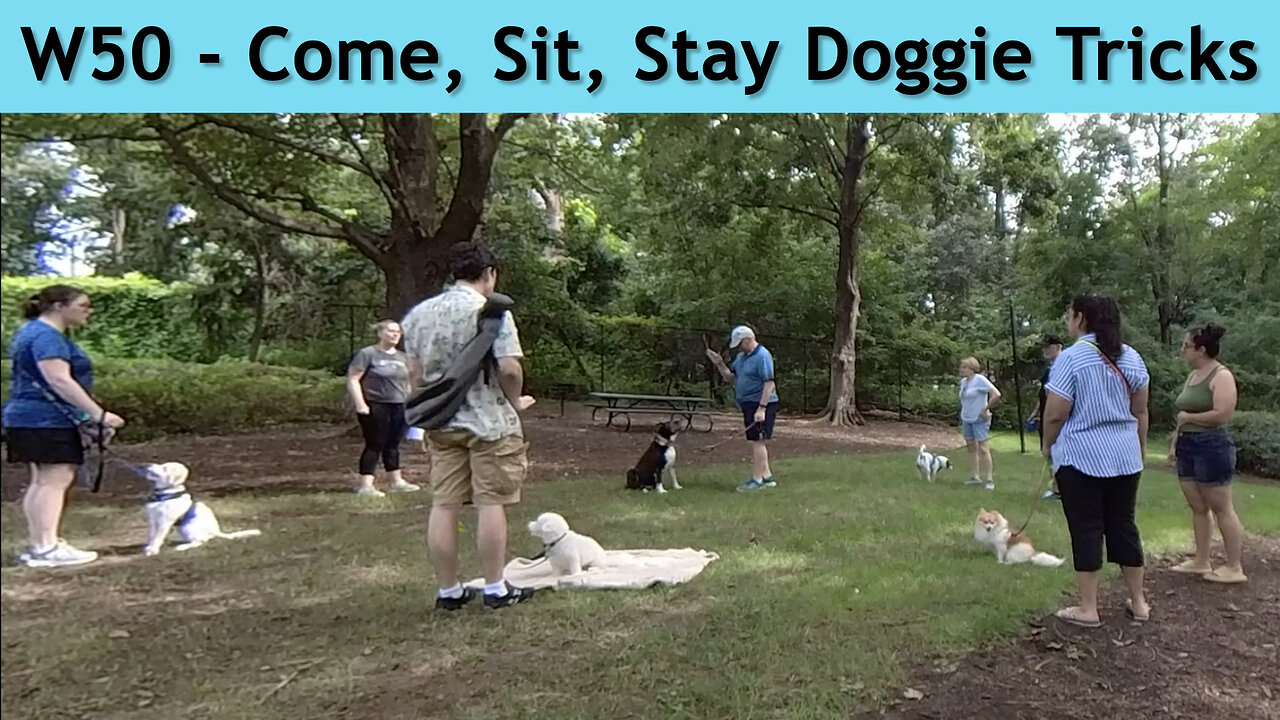 W50 - Come, Sit, Stay Doggie Tricks