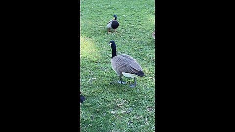 Mallard Ducks 🦆 & Canada Goose 🪿 #mallardducks #canadagoose #followme #shorts #viral #trending