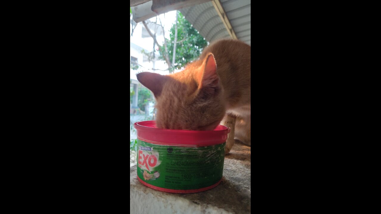 My dear cat eating milk 😋