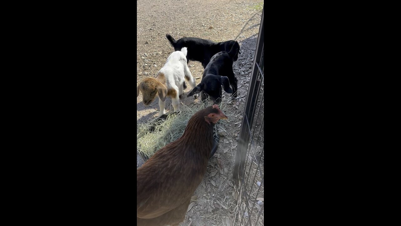 Baby goats eating with chicken