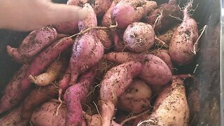 Hydroponic NZ Red Kumara Harvest