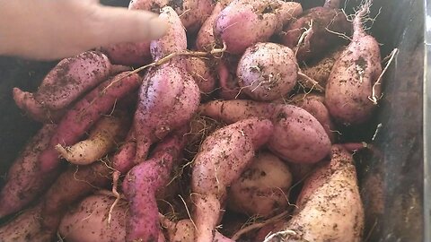 Hydroponic NZ Red Kumara Harvest