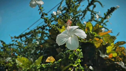 বৃষ্টিভেজা জবা #foryou