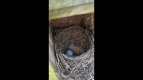 Baby birds are hungry
