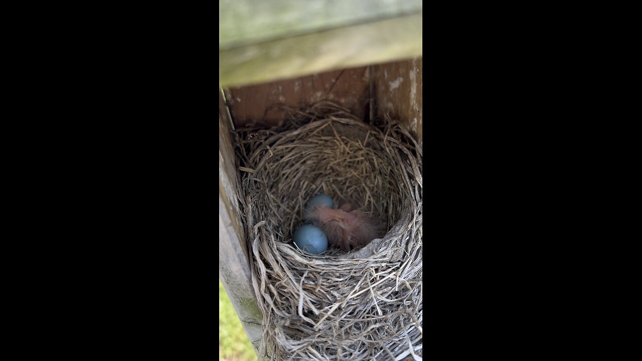 Baby birds are hungry