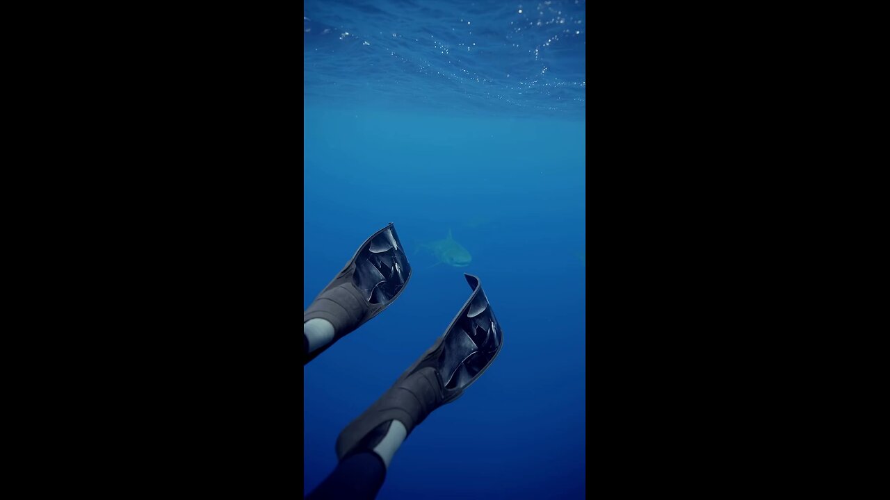 How To Stay Safe From A Shark