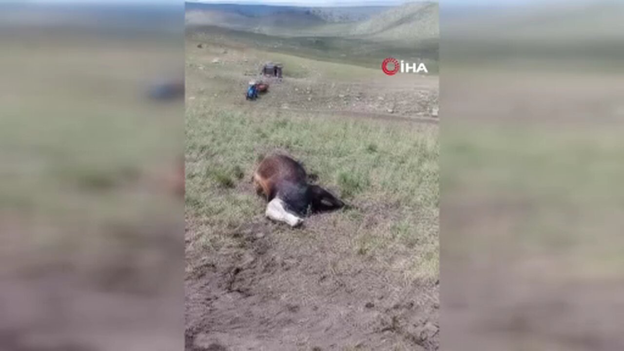 Oltu’da yıldırım düşmesi sonucu 4 büyükbaş hayvan telef oldu