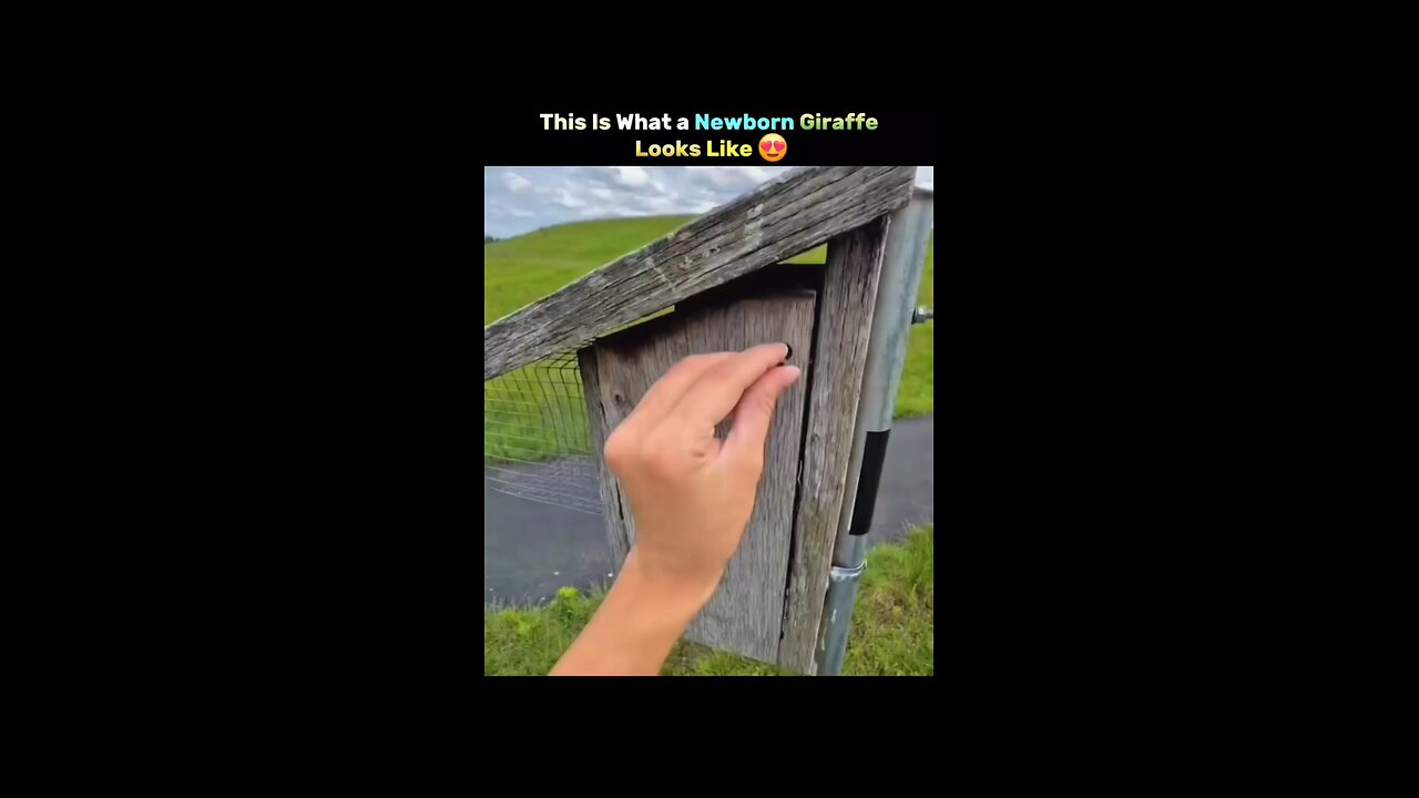 animal video 🥰