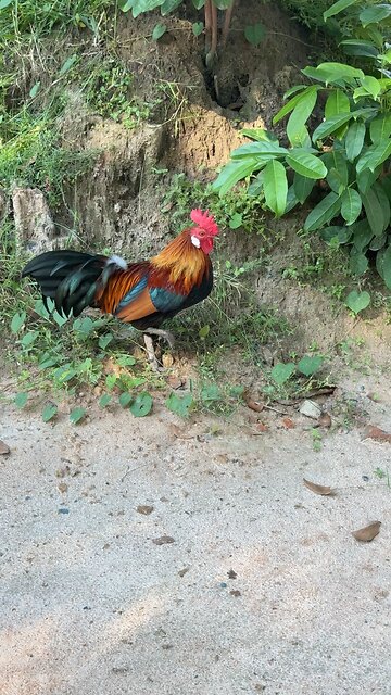Beautiful Rooster Searching for Food in the Morning 🐓🌿 #shorts #Rooster #animals