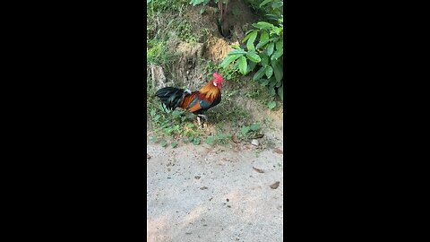 Beautiful Rooster Searching for Food in the Morning 🐓🌿 #shorts #Rooster #animals