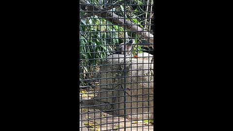 Ring-tail lemur #lemur #followme #trending #shorts #fyp #cute