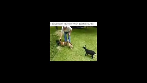 Goats are silly