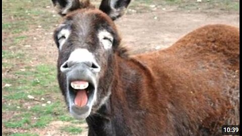 Funny Cute Donkeys To Make You LAUGH! FUNNIEST ANIMALS