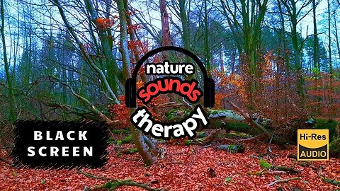 4K Relaxation in Oak Forest: Birds & Nature's Silence (Away From the Noise) BLACK SCREEN