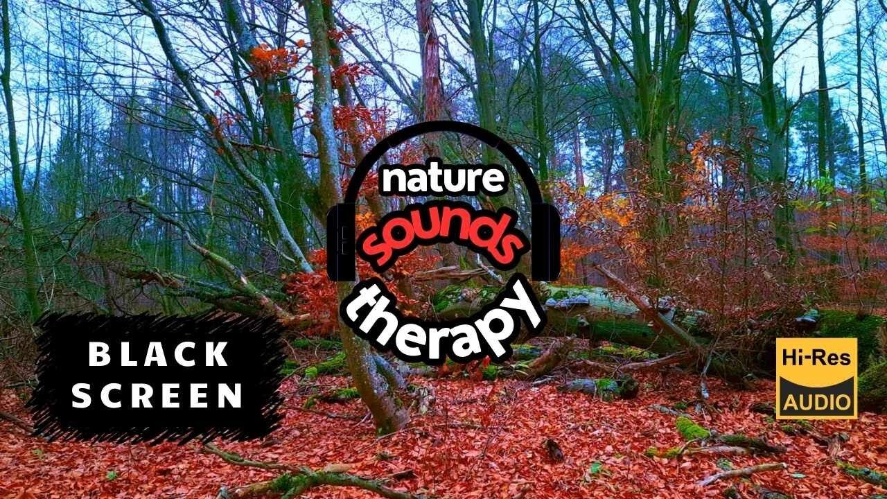 4K Relaxation in Oak Forest: Birds & Nature's Silence (Away From the Noise) BLACK SCREEN