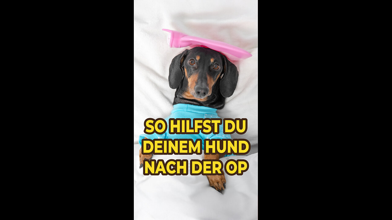 🐶Wenn Dein Hund eine OP hat, dann helfe ihm mit diesem Trick!