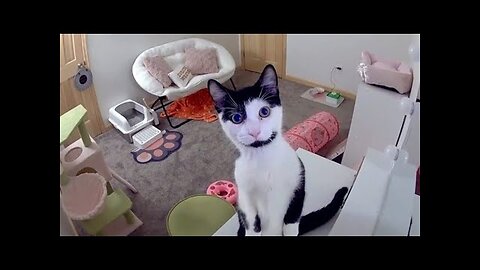Hilarious Animal Fails & Cute Pet Moments – Try Not to Laugh!
