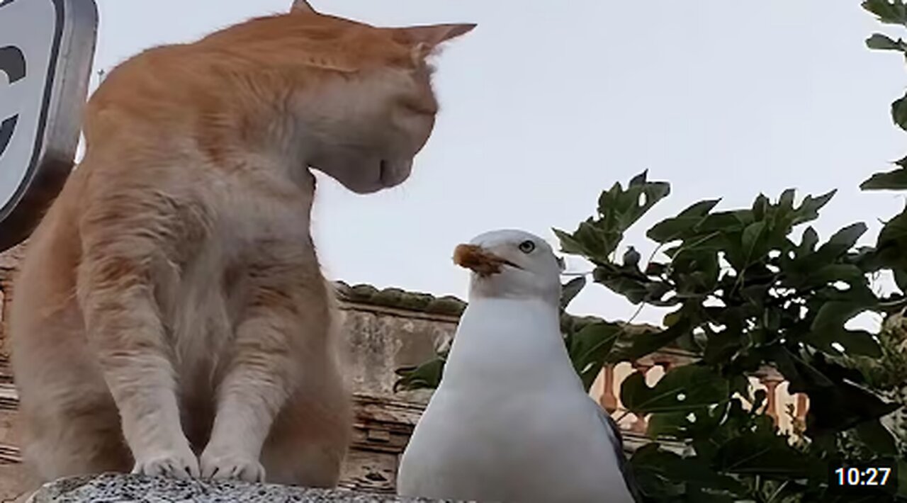 CATS: Masters of Weird and Unpredictable Antics