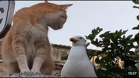 CATS: Masters of Weird and Unpredictable Antics