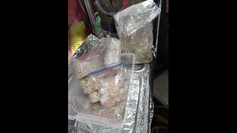 Mycology Mondays #101 Bug infestation = Dumping All of My Mycology work And starting from scratch.