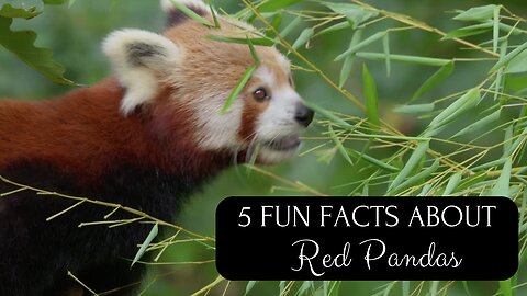 5 Fun Facts About Red Pandas #wildlife #animallovers #animalfacts #panda