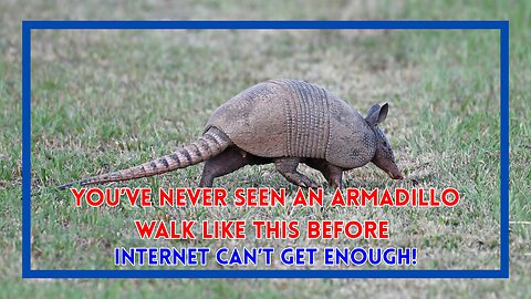 You’ve Never Seen an Armadillo Walk Like This Before—Internet Can’t Get Enough!