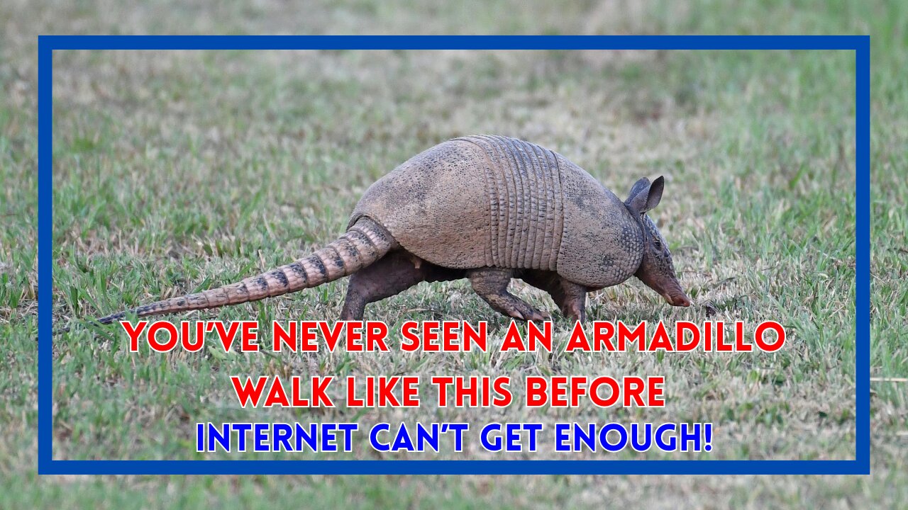 You’ve Never Seen an Armadillo Walk Like This Before—Internet Can’t Get Enough!