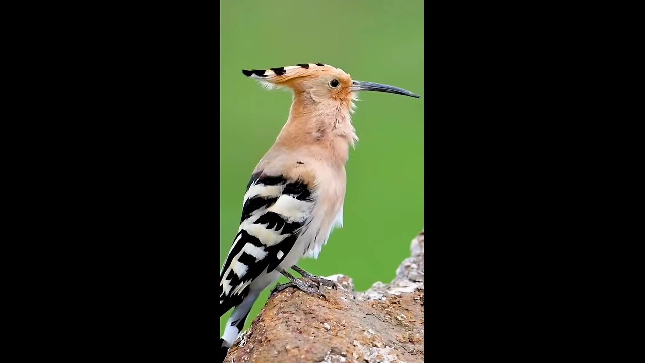 Wonderful sounds of animals and nature 🍄‍🟫