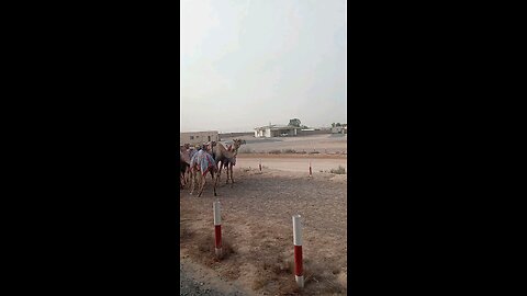 Camel in Dubai