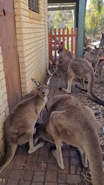 Only in Australia 🇦🇺 | kangaroos gather at pub