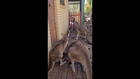 Only in Australia 🇦🇺 | kangaroos gather at pub