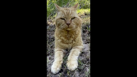 Cat in nature.