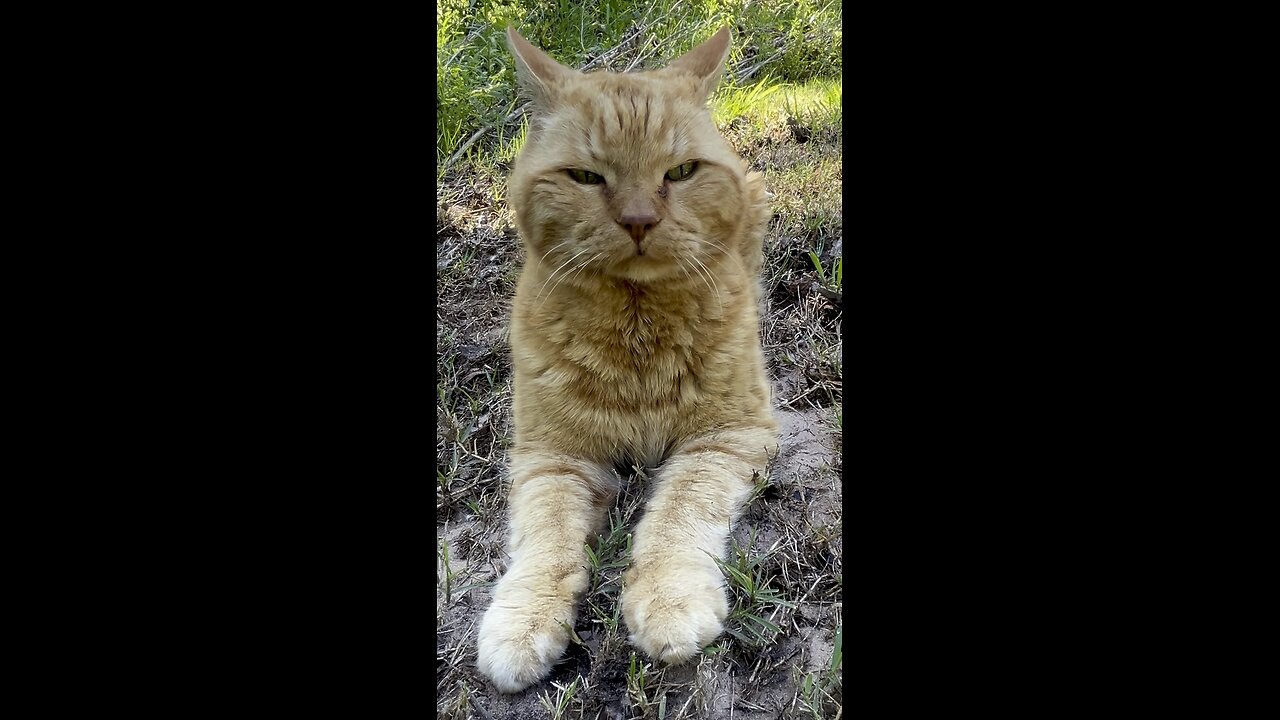 Cat in nature.